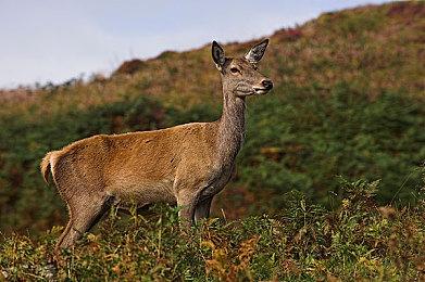 《苍翼默示录》主创将推出二次元兔女郎新游戏